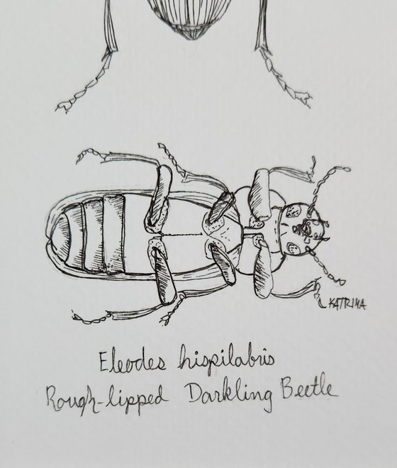 Rough-lipped Darkling Beetle