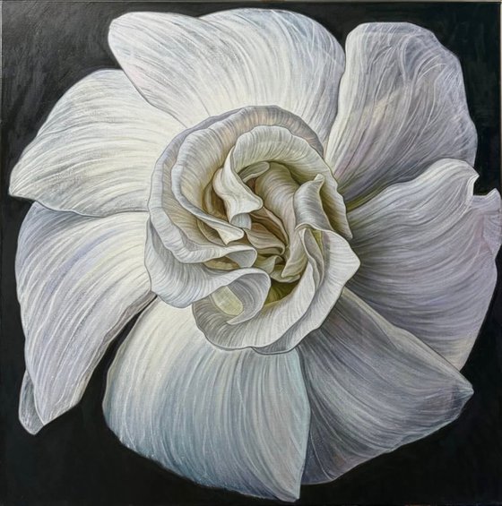 White Camellia Bloom