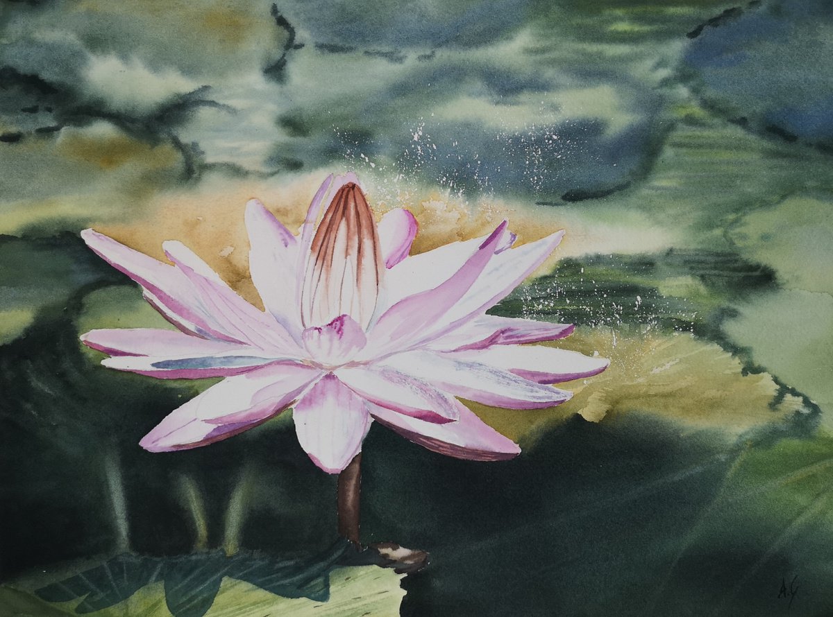 Impressionistic Botanical Watercolour By Aneta Gajos, 16 X 12, Water Flower, Original Artwork