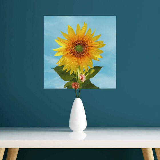Sunflower blooming