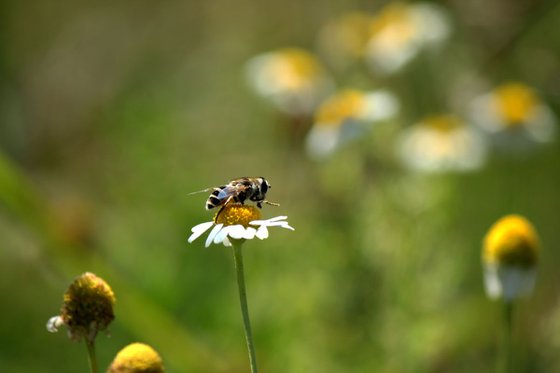 Bee on camomile