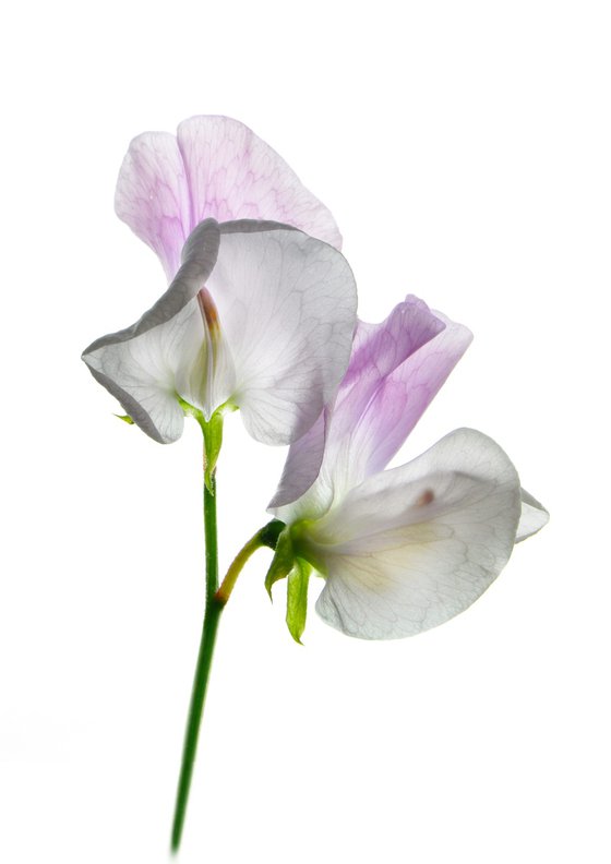 White and pink sweet pea