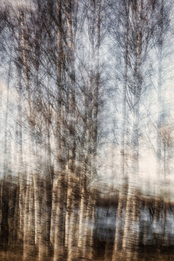 Birches on the lakeshore