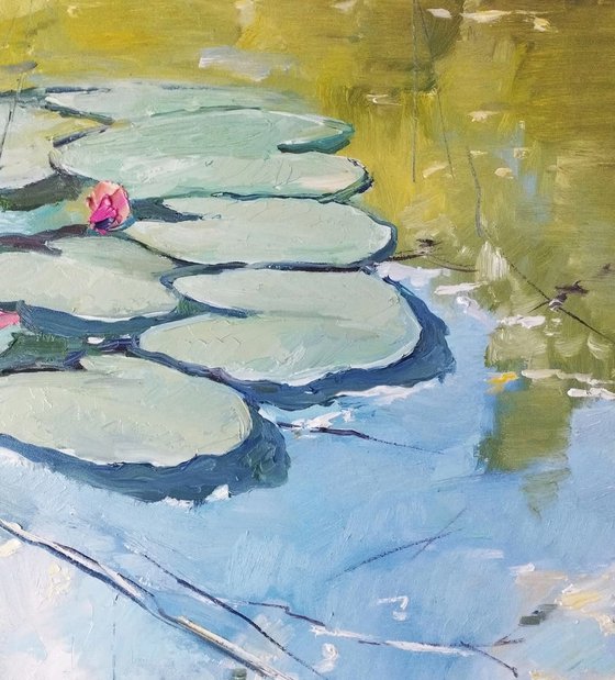 Morning at the lily pond