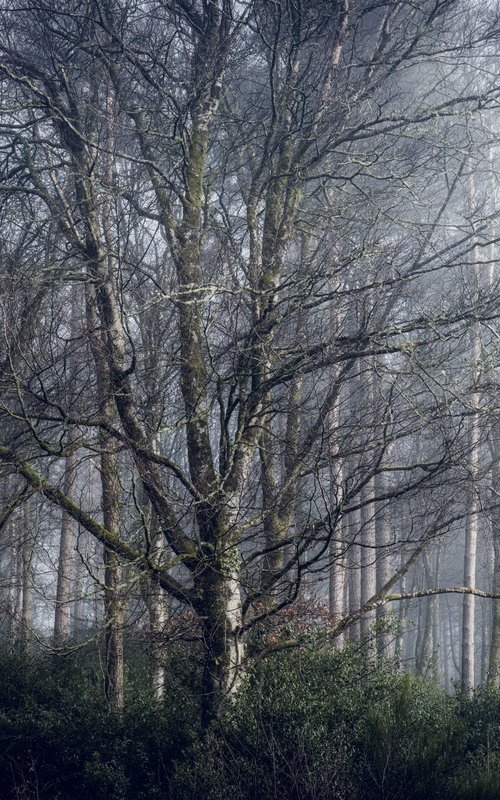 Misty white wood by Paul Nash