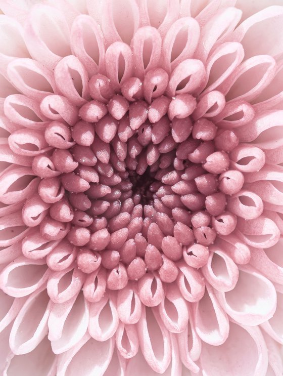 PINK VORTEX OF BLOOM
