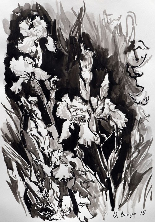 White Irises (ink) by Dima Braga