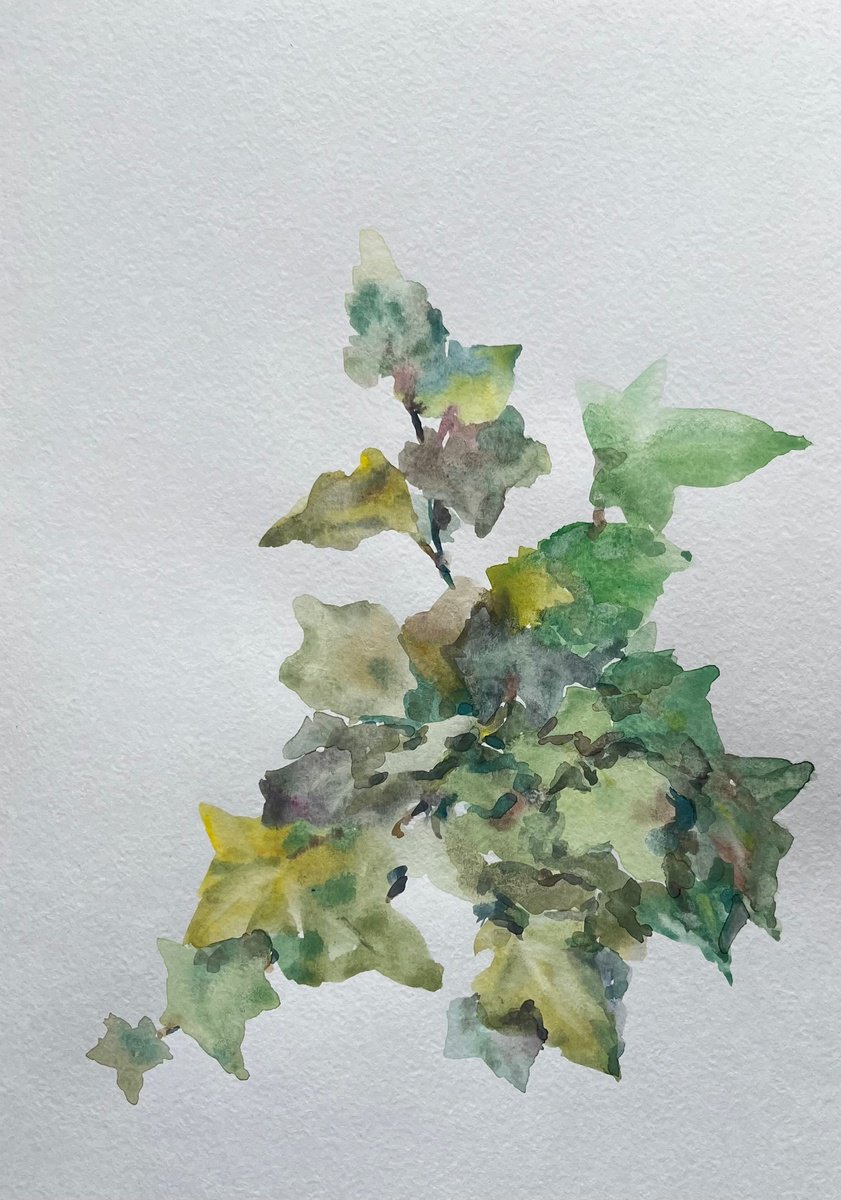 Impressionistic Botanical Drawing By Elena Klyan, 8 X 11, Garden Ivy. Original, Original Artwork