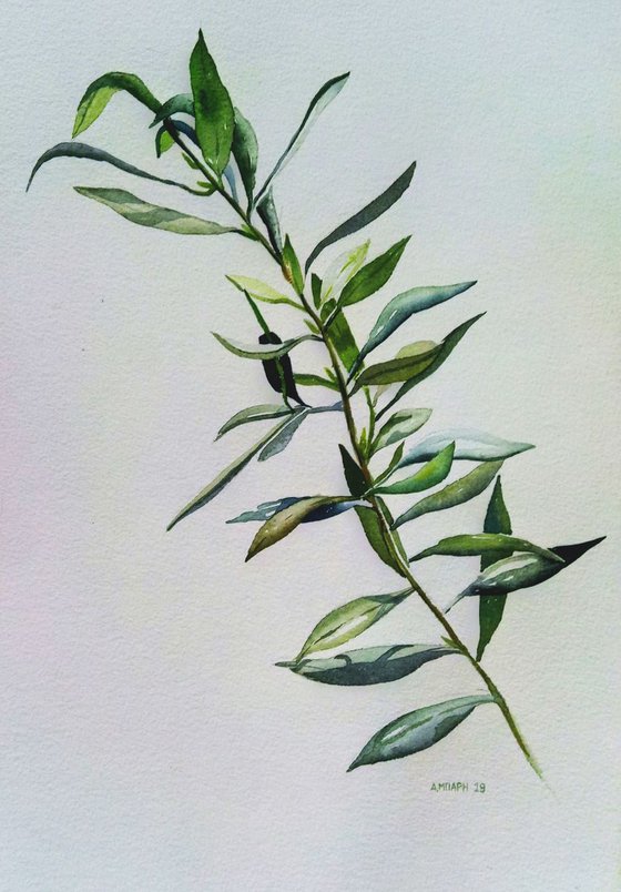 Olive tree leaves