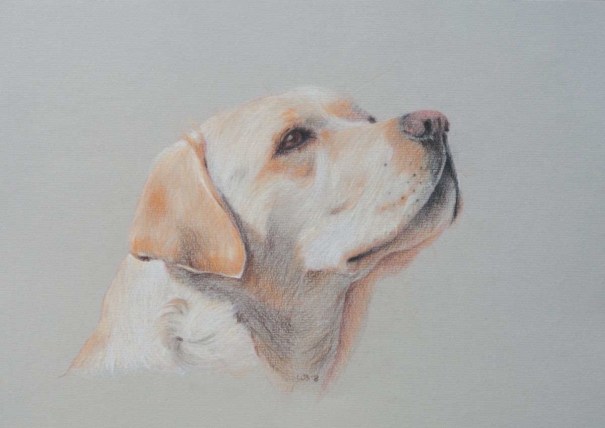 Golden Labrador Pastel drawing by Wendy Booth | Artfinder