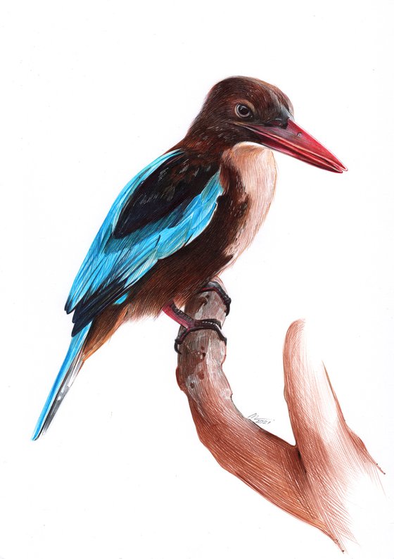 White-throated Kingfisher