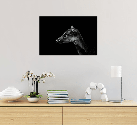 Philippine Spotted Deer