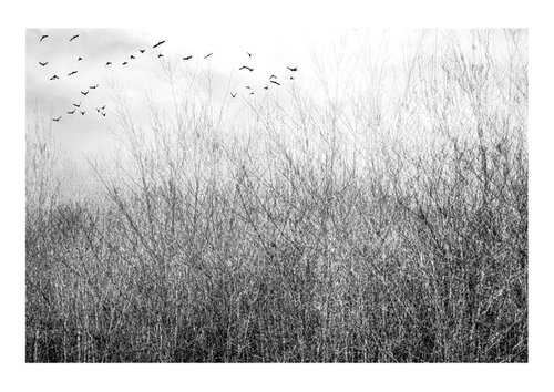Midwinter #11 Limited Edition #1/25 Fine Art Photograph of Bare Winter Trees and Birds Flying by Graham Briggs