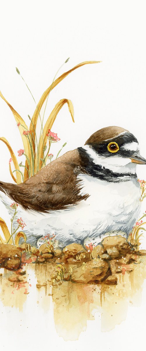 Little ringed plover by Karolina Kijak