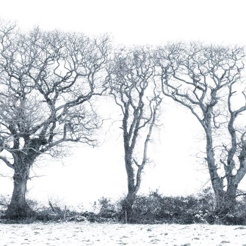 Three Trees in a winter wonderland by Paul Nash