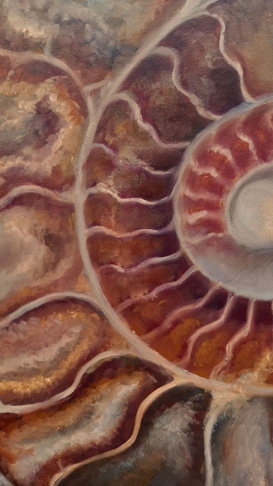 Silvery Ammonite