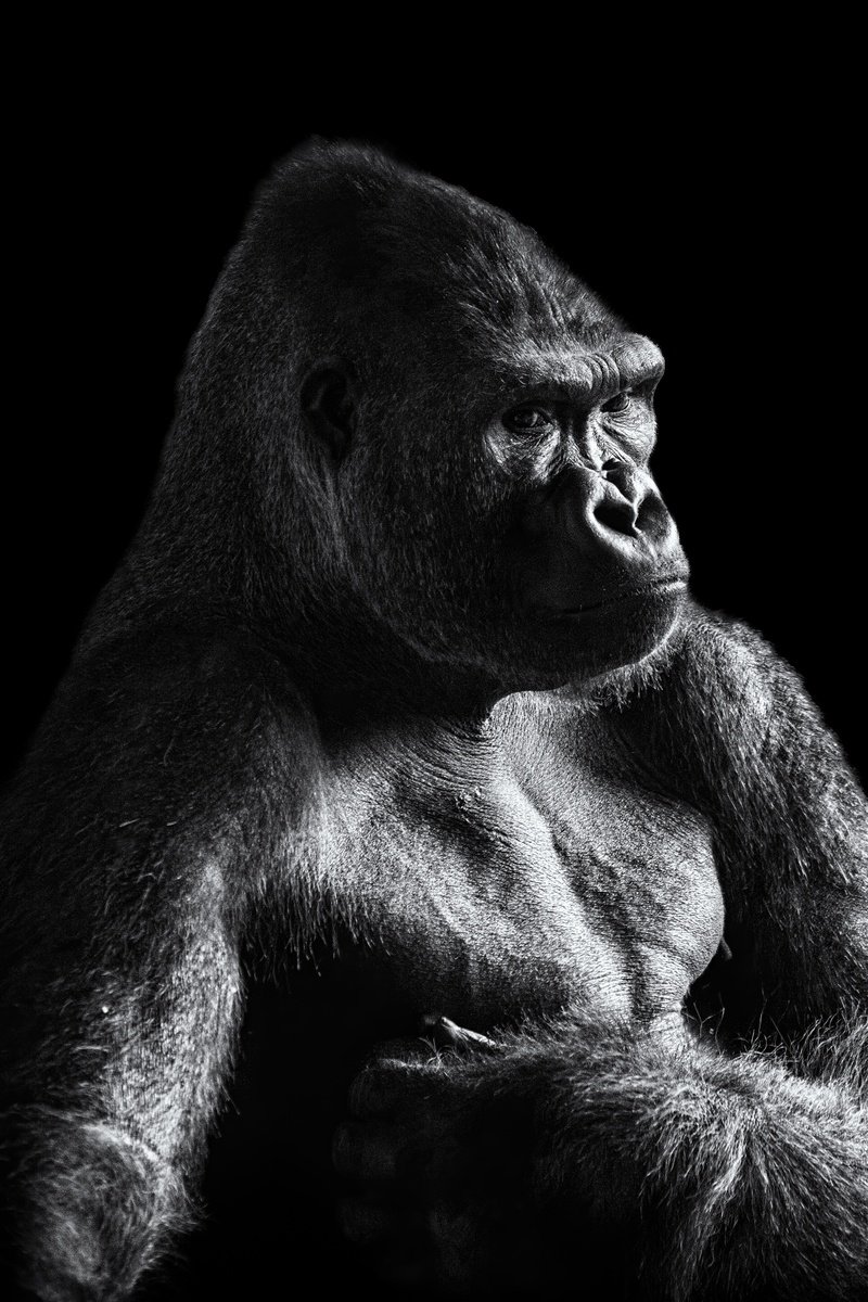Animal Photograph By Paul Nash, 16 X 24", Moody Gorilla, Original Artwork