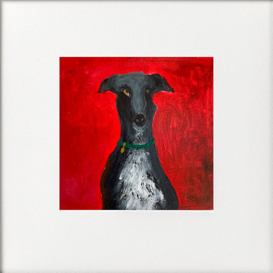 Posing Black Greyhound on Bright Red