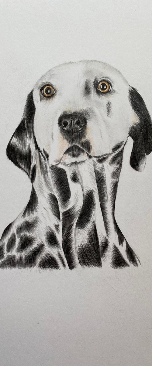 Dalmatian by Maxine Taylor