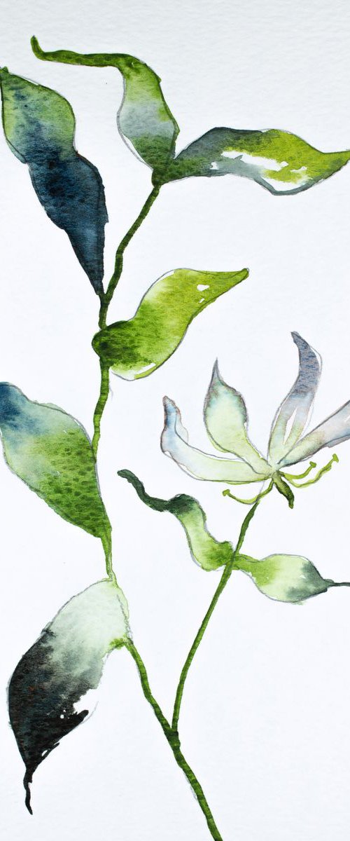 Gloriosa Lily by Elizabeth Becker