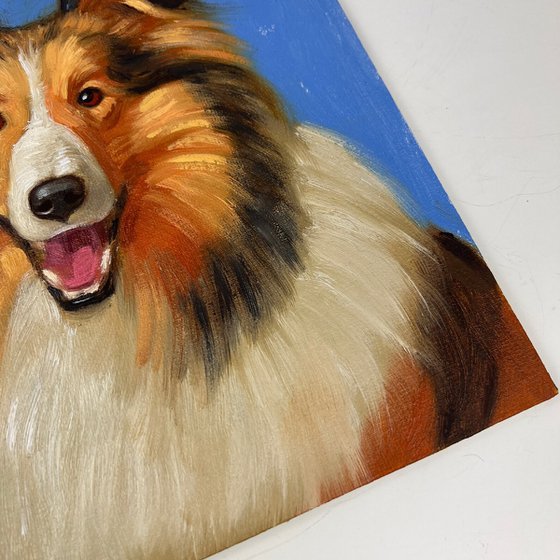 Rough Collie