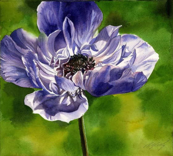 blue anemone watercolor floral