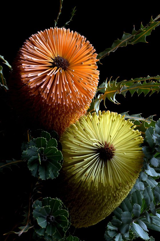 Banksia Praemorsa & Ashbyi