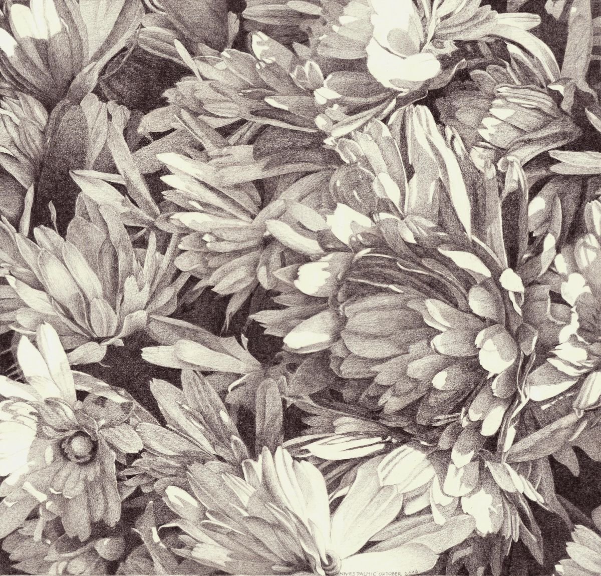 Photorealistic Botanical Pencil Drawing By Nives Palmic, 19 X 19", Blossom Ii, Original Artwork