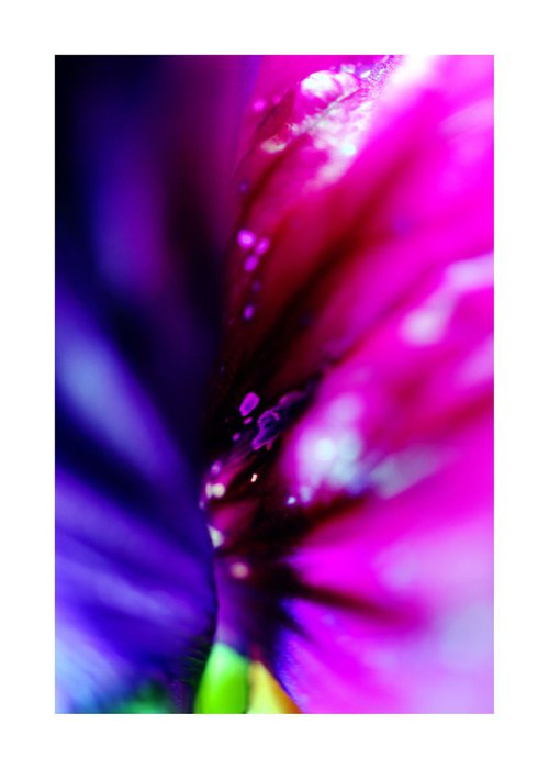 Abstract Pop Color Nature Photography 25 by Richard Vloemans