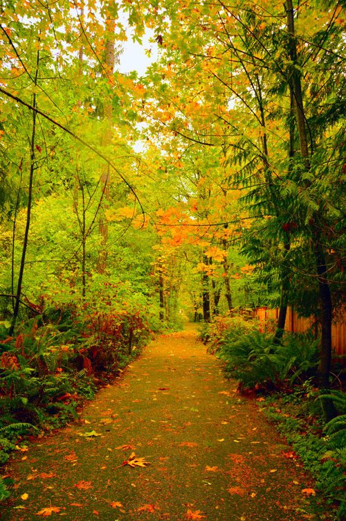 Fall Path Too by Brian O'Kelly