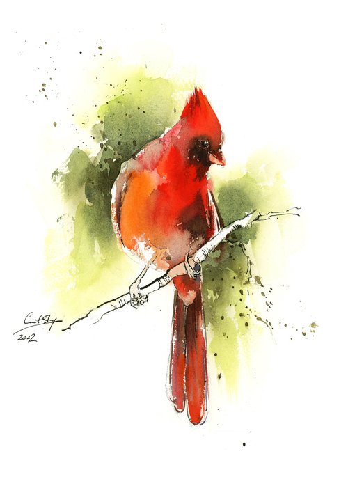 Northern Cardinal Bird Watercolor Painting by Sophie Rodionov