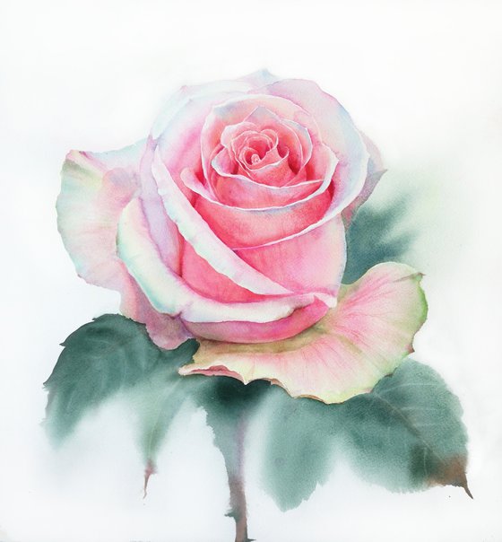 The Delicate Rose