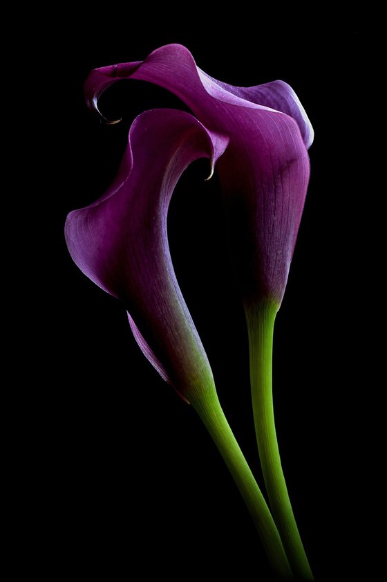 Grape Velvet Calla Lilies