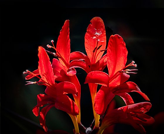 Crocosmia