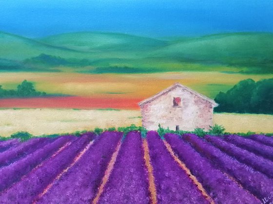 Lavender field