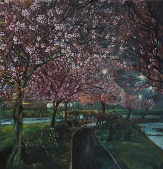 Cherry blossom evening