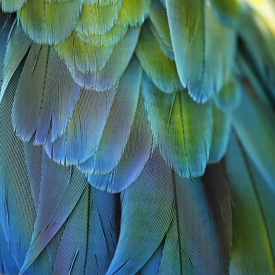 Blue Feathers #2