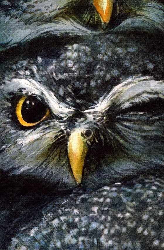 Little Owls