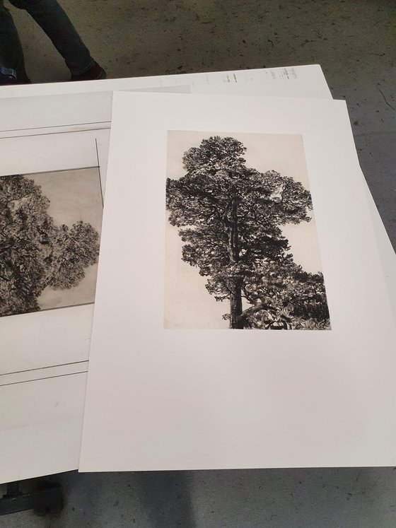 Scots Pine