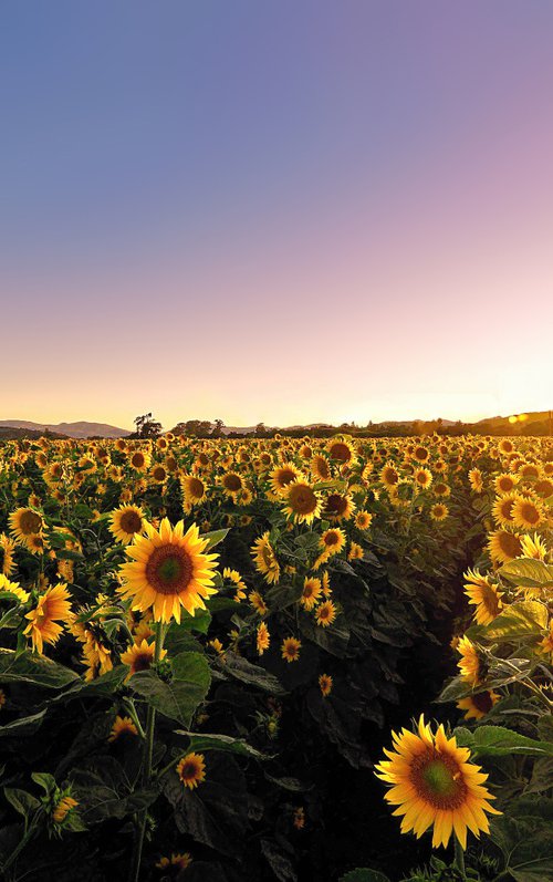 Fields of Gold by Emily Kent