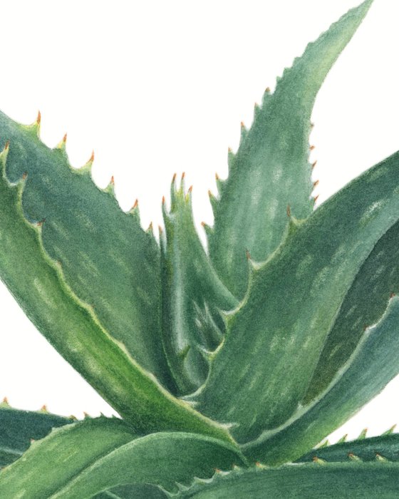 Aloe