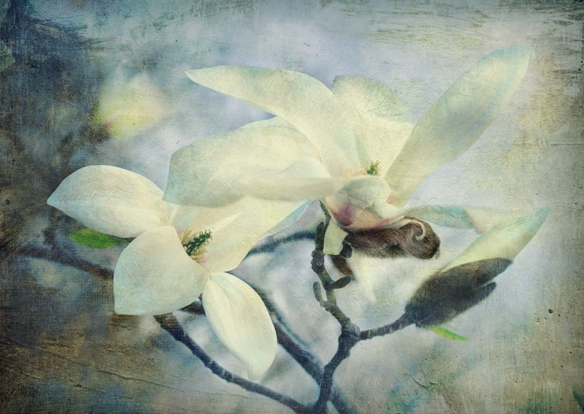 Blooming magnolia. by Valerix