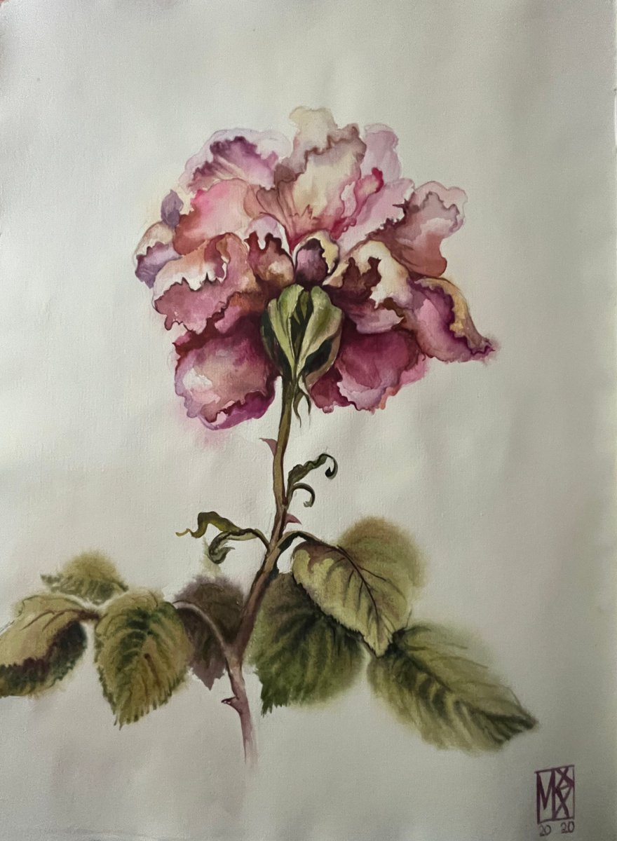 Illustrative Botanical Watercolour By Maria Kireev, 10 X 14", Rose From My Garden 2, Original Artwork