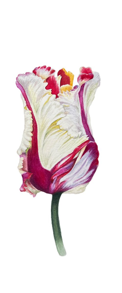 Magic tulip by Tetiana Kovalova