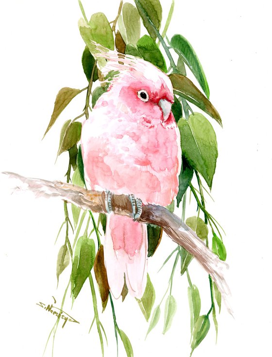 Pink Cockatoo