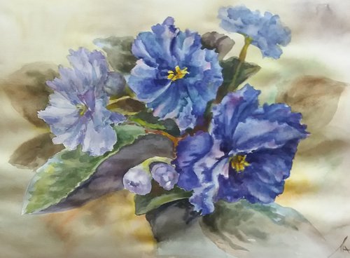 Violets indoor by Liubov Ponomarova