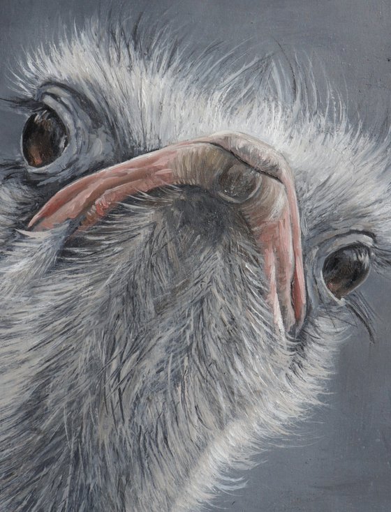 Ostrich Portrait