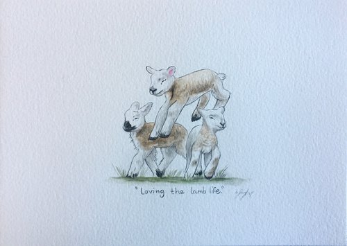 Loving the lamb life by Amelia Taylor
