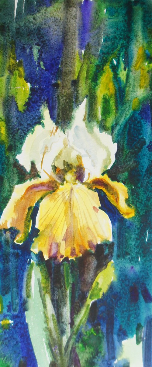 Yellow iris by Elena Sanina