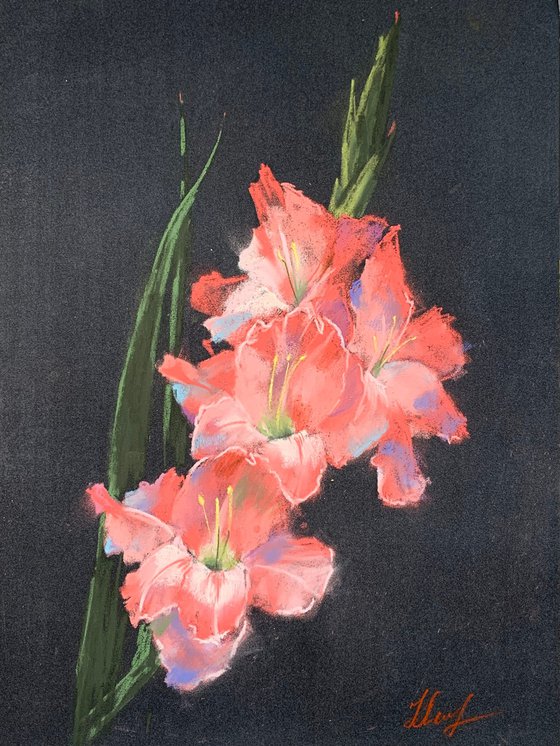 Gladioluses